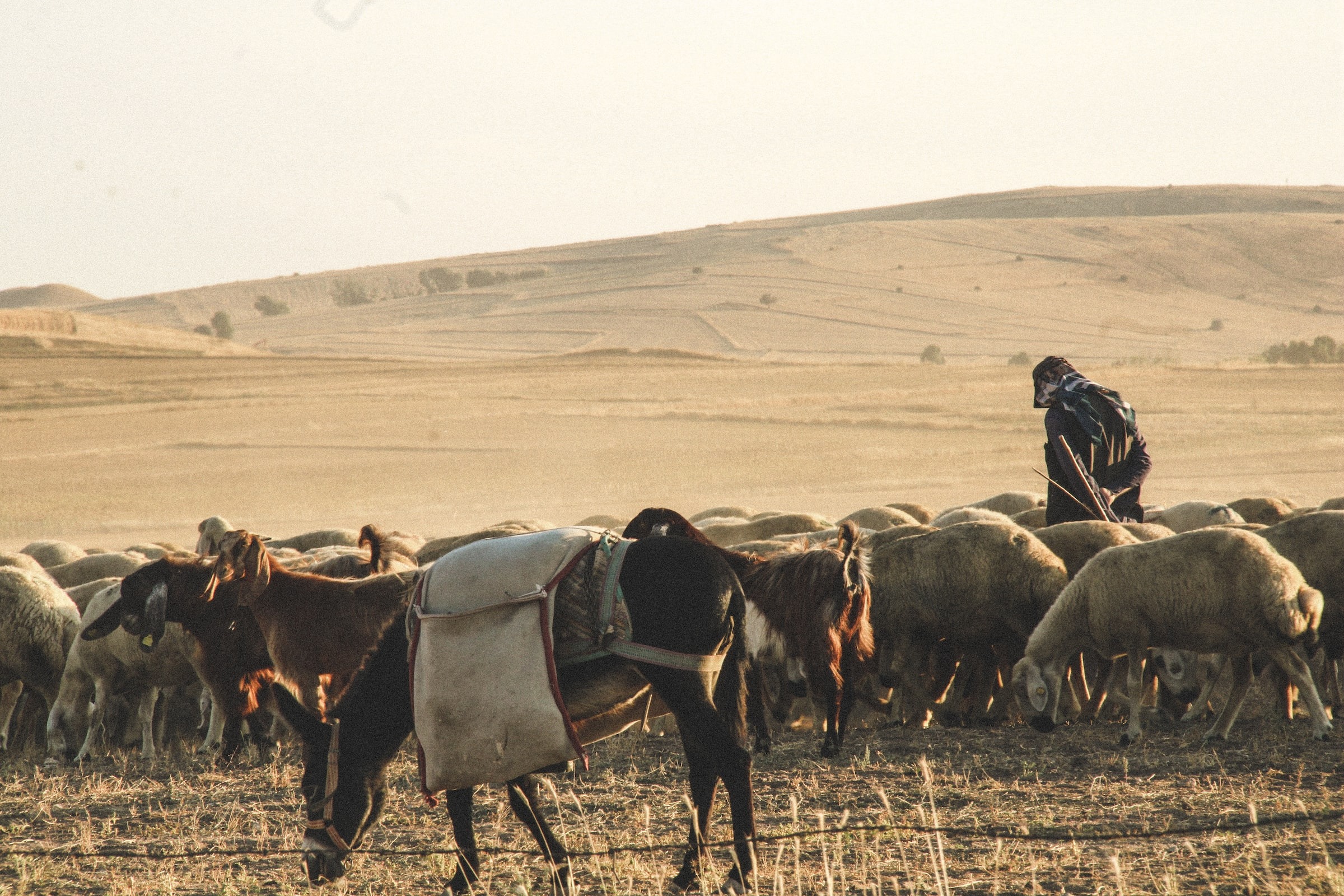 Shepherd tending to flocks in the wilderness of Turkey