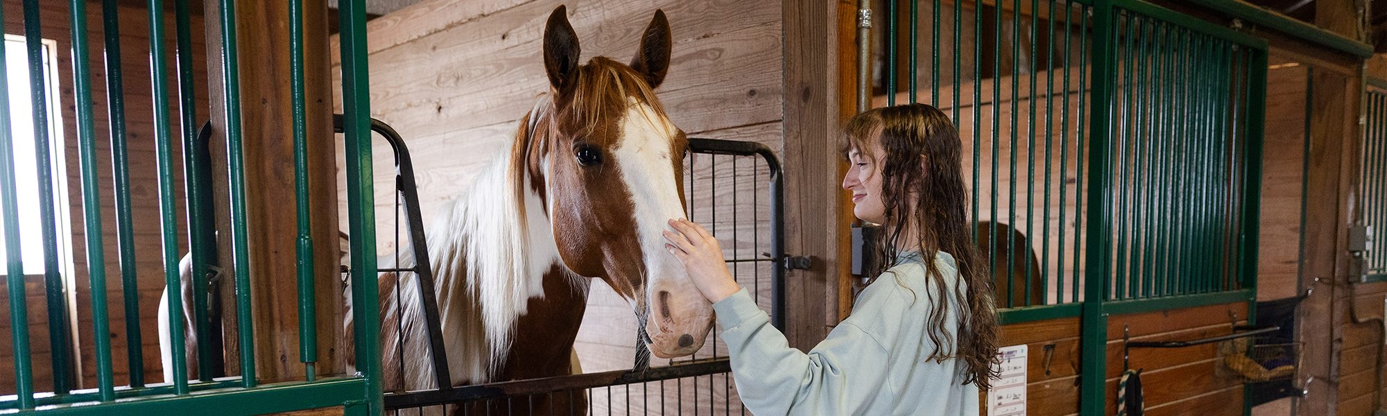 Groom a Horse
