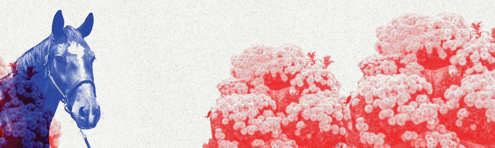 Study Break with Horses