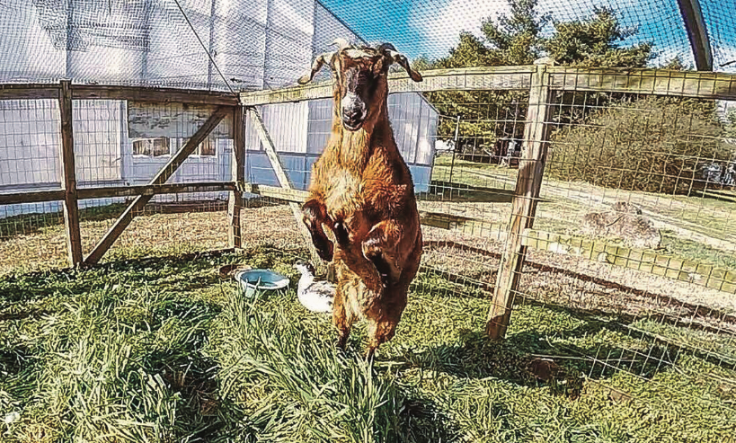 FARM LIFE — Princess the goat has become a common attraction among visitors and staff of the Lynchburg Grows farm. Photo provided.