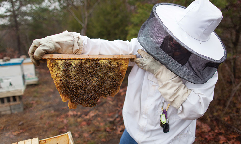 Bees at Liberty University's Morris Campus Garden.