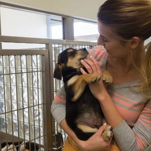 Allison Battillo volunteers at the Lynchburg Humane Society.