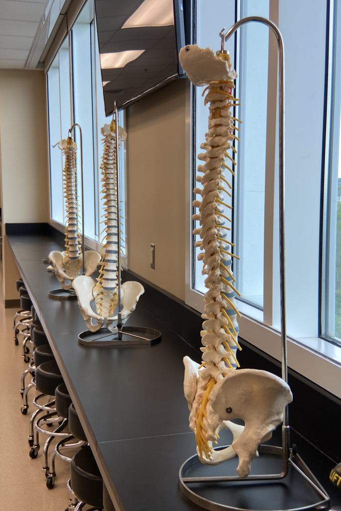 Liberty University College of Osteopathic Medicine (LUCOM) Osteopathic Manipulative Medicine (OMM) Lab.