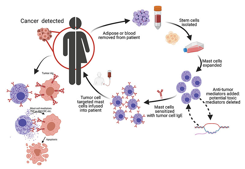 Autologous Mast Cell Cancer Immunotherapy (AMCIT)