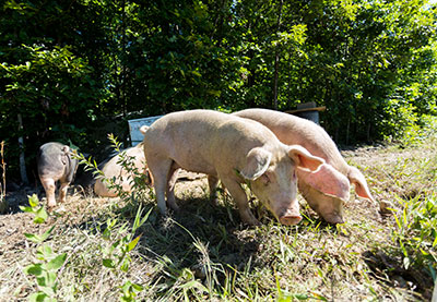 Pigs at the Liberty University Morris Campus Farm.